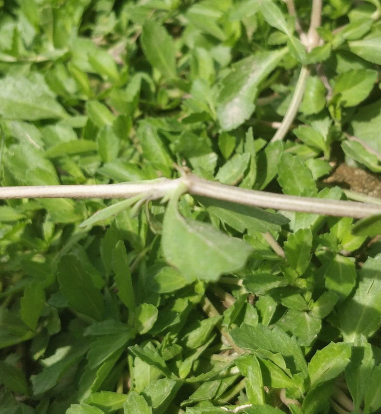 Raicillas en nódulo de Lippia nodiflora